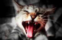 wife-killed-husband-to-save-a-cat