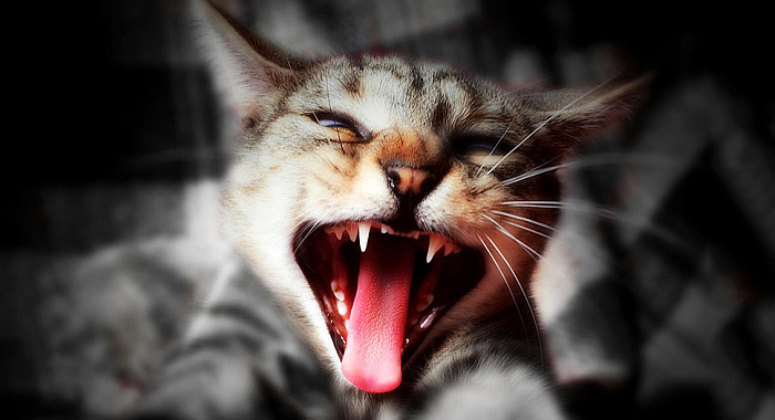 wife-killed-husband-to-save-a-cat