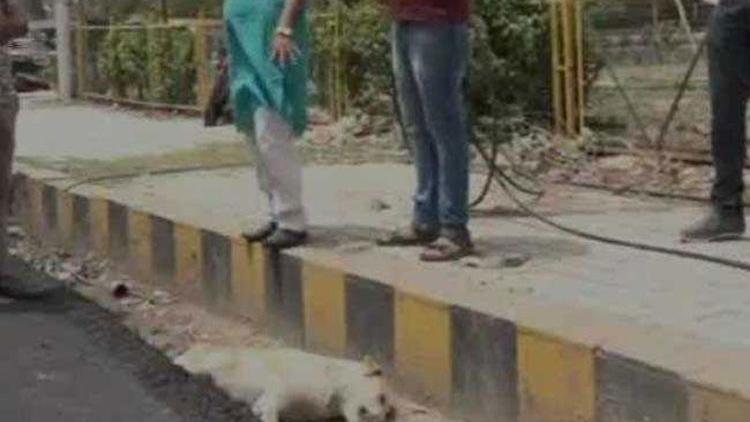 road-build-over-dog-body-in-agra