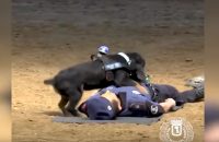 video-of-police-dog-performing-cpr-goes-viral
