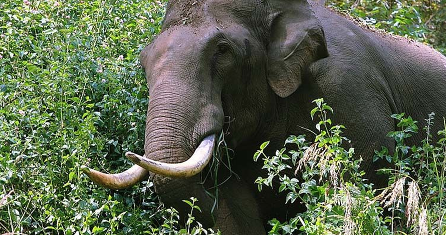 elephant-killed-man-in-idukki