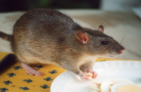 leptospirosis-rat-fever-sprawl-in-kerala-warning