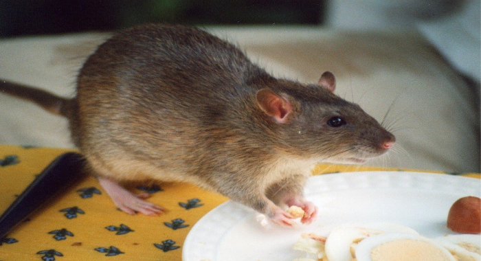 leptospirosis-rat-fever-sprawl-in-kerala-warning