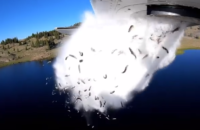 bizarre-video-of-fish-being-dropped-into-a-lake-in-utah-has-social-media-enthralled