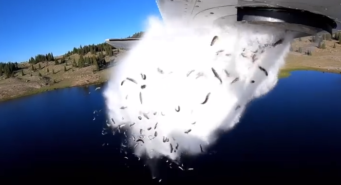 bizarre-video-of-fish-being-dropped-into-a-lake-in-utah-has-social-media-enthralled