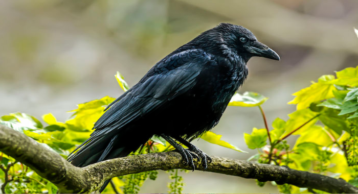 omens-related-to-crow