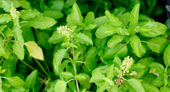 these-things-are-important-while-planting-tulsi-at-home