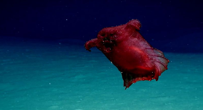 rare-sighting-headless-chicken-monster