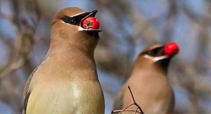 drunk-birds-causing-havoc-in-us-town