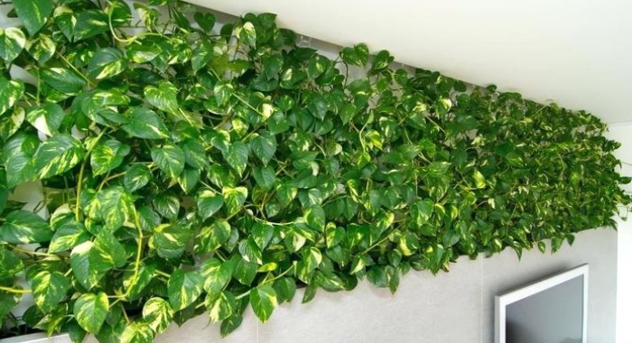 is-money-plant-good-to-keep-at-home