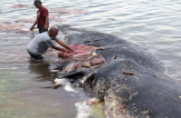 whale-put-down-after-being-found-with-30-plastic-bags-in-its-stomach