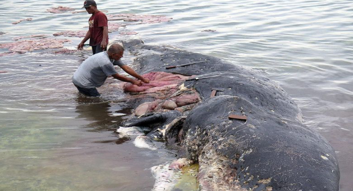 whale-found-dead-in-indonesia-with-6kg-plastic-in-stomach
