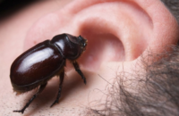 what-to-do-when-insects-enter-your-ear