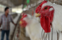 govt-may-ban-antibiotic-colistin-used-to-fatten-chicken