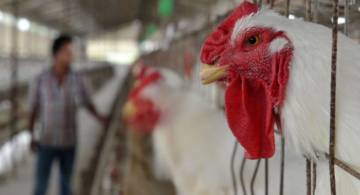 govt-may-ban-antibiotic-colistin-used-to-fatten-chicken