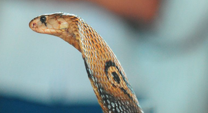 if-snake-comes-in-home