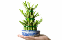 benefits-of-lucky-bamboo