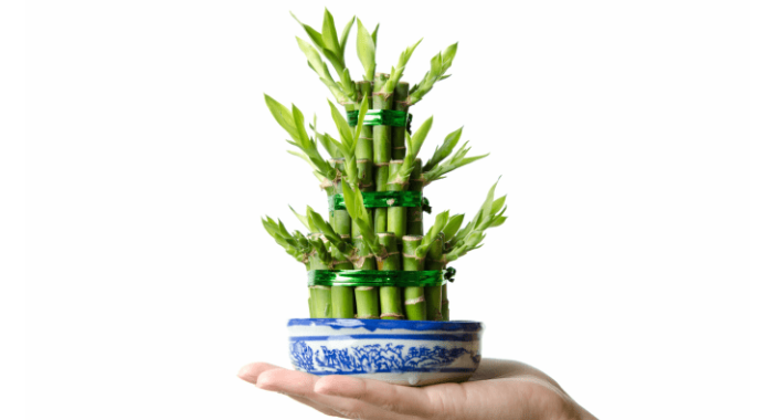 benefits-of-lucky-bamboo