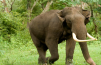 devotee-from-tamilnadu-killed-in-elephant-attack-at-sabarimala