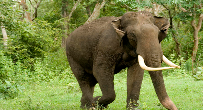 devotee-from-tamilnadu-killed-in-elephant-attack-at-sabarimala