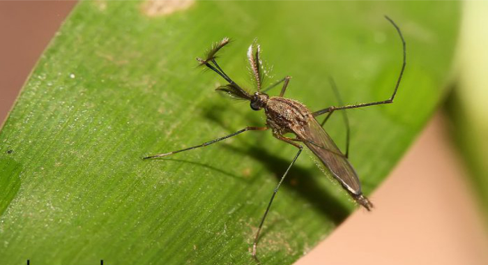 7-year-old-detected-with-westnile-virus-in-malappuram