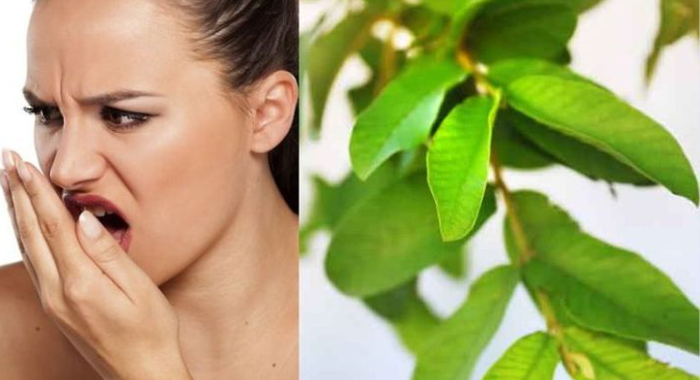 how-to-use-guava-leaves-to-prevent-halitosis