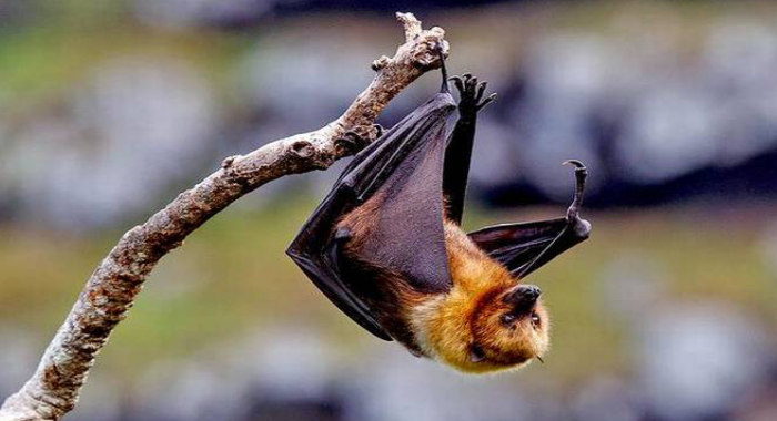 nipah-virus-found-in-bats