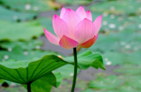 significance-of-lotus-flower-thulabharam