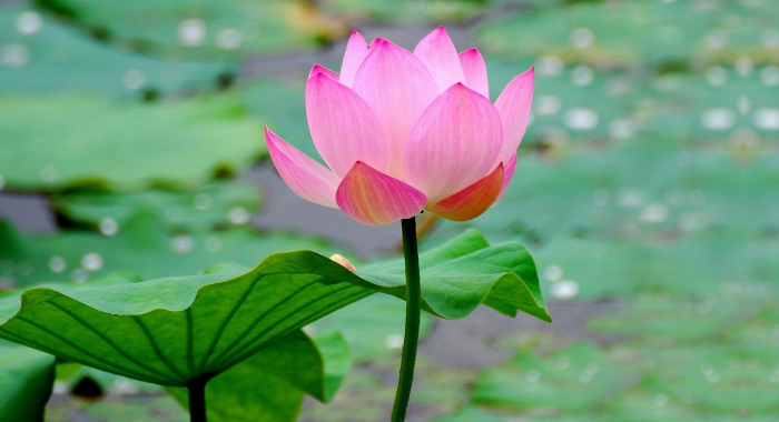significance-of-lotus-flower-thulabharam