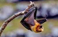 nipah-virus-found-in-bats