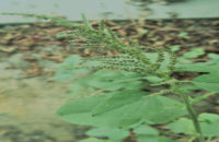 benefits-of-amaranth-and-its-side-effects