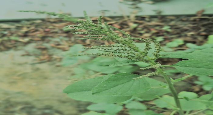 benefits-of-amaranth-and-its-side-effects