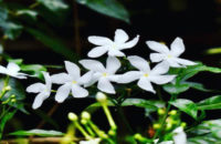 nandayarvattam-flower-for-dark-eye-circles