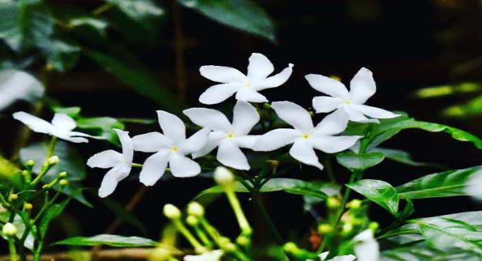 nandayarvattam-flower-for-dark-eye-circles